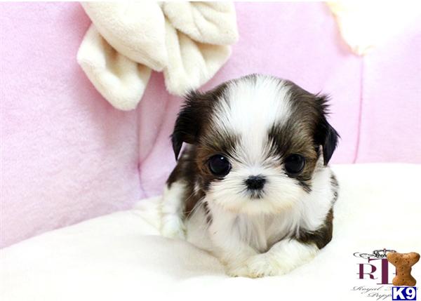 Teacup+shih+tzu+puppies+for+sale+in+louisiana