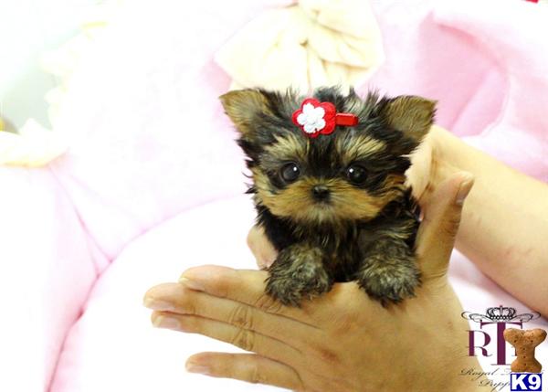 Yorkshire Terrier Puppies in TX