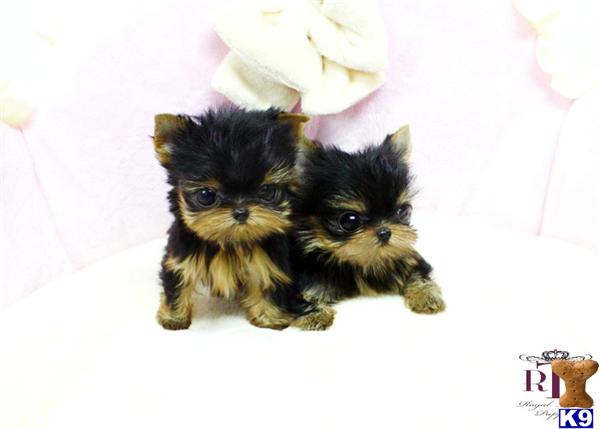 Yorkshire Terrier Puppies in TX