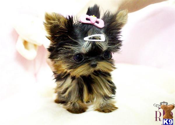 Yorkshire Terrier Puppies in TX