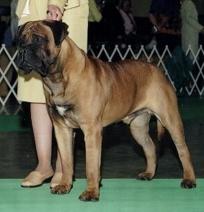 Stud Dogs - Bullmastiff