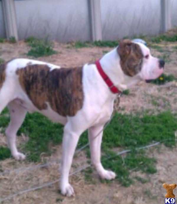 Stud Dogs - American Bulldog