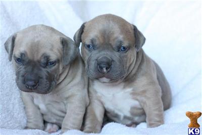 Puppies in Arroyo grande
