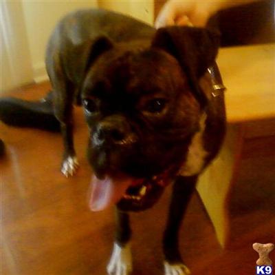 Stud Dogs - Boxer
