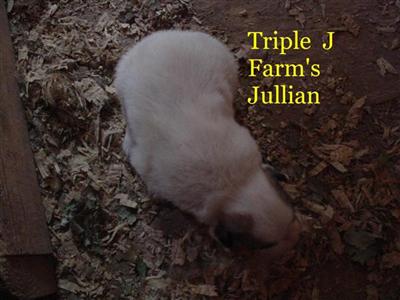 Puppies in TN
