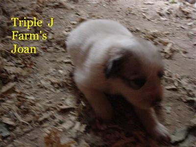 Puppies in TN
