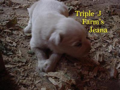 Puppies in TN