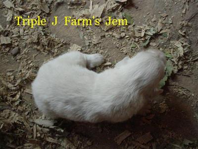 Puppies in TN