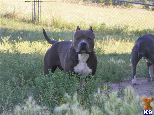 Puppies in WY