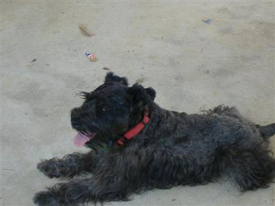 Stud Dogs - Miniature Schnauzer