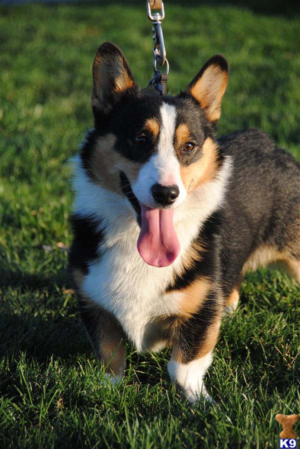 Stud Dogs - Pembroke Welsh Corgi