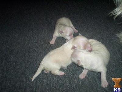 Puppies in MT