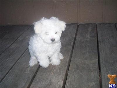 Puppies in MT