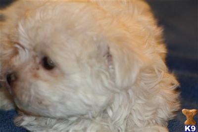 Maltese Puppies for Sale