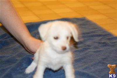 Puppies in MT