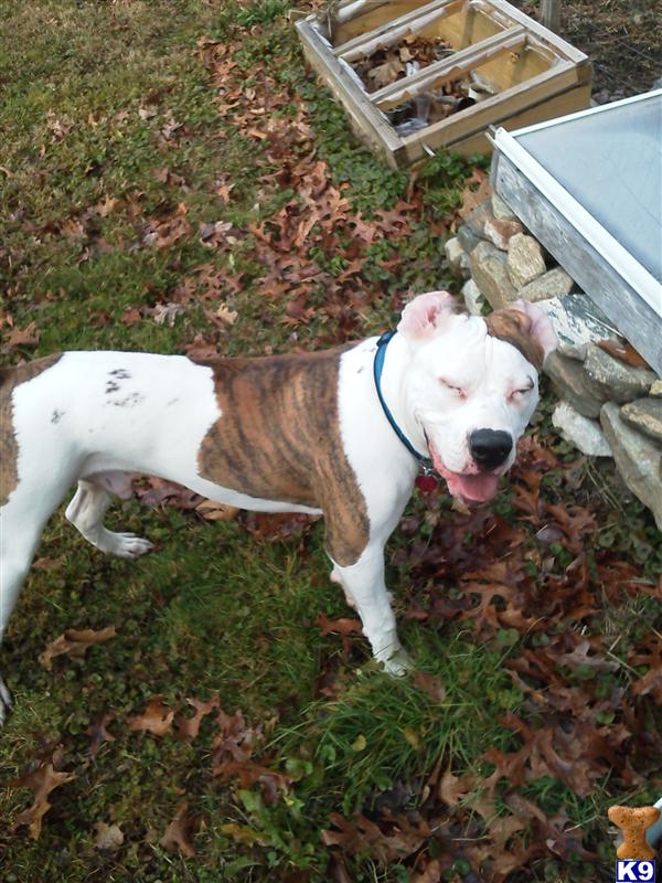 Stud Dogs - American Bulldog