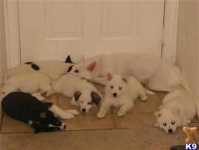 Puppies in MD