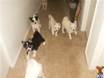 Puppies in MD