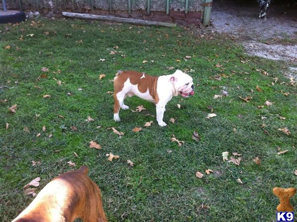 Stud Dogs in KS