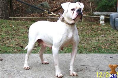 Dogs for Sale in KY