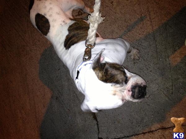 Stud Dogs - American Bulldog