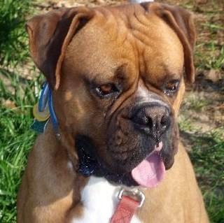 Dogs - Boxer