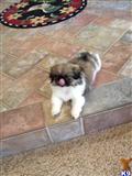 Pekingese