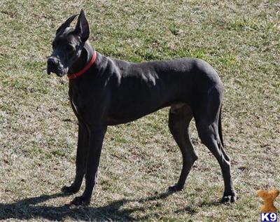 Dogs for Sale in IN
