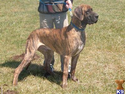 Stud Dogs - Great Dane