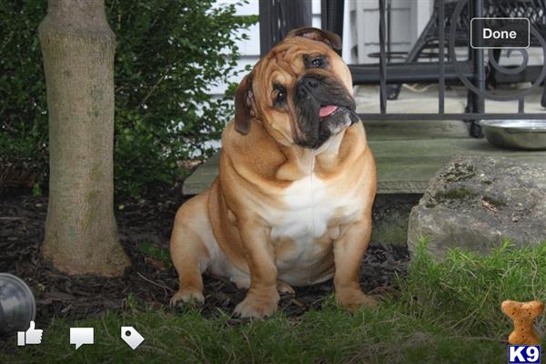 Stud Dogs - English Bulldog