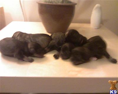 Hypoallergenic Dogs