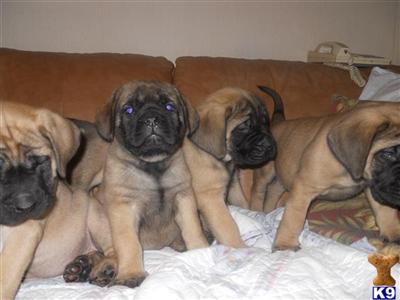 Puppies in CT