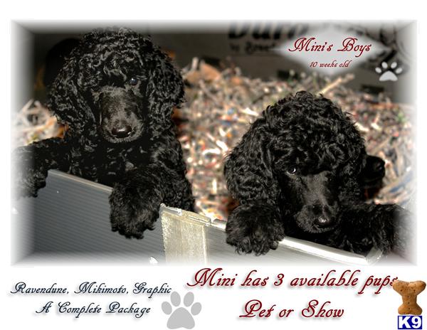 Puppies in Manchester