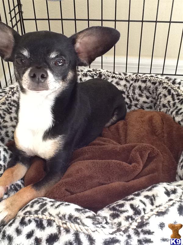Stud Dogs - Chihuahua