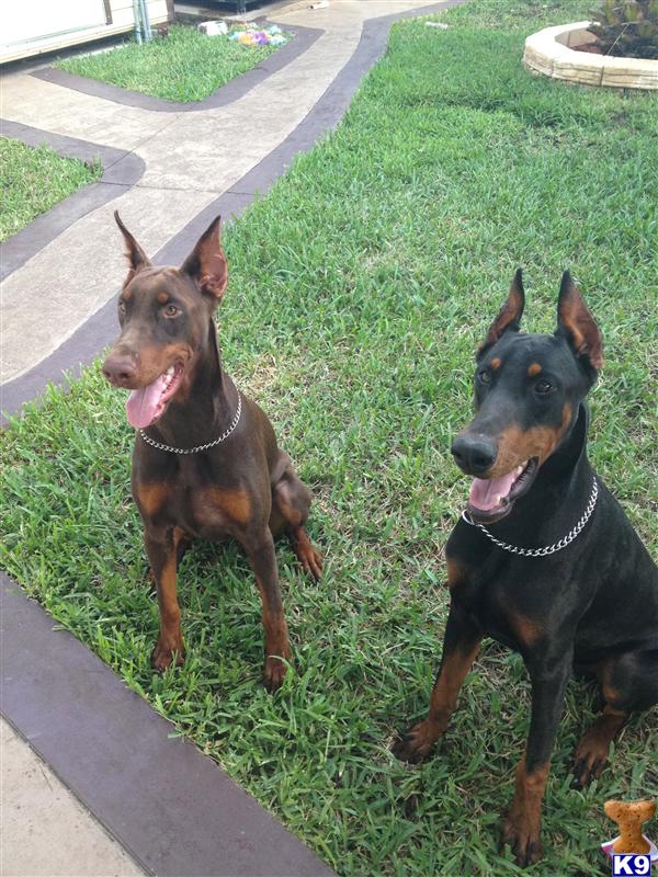 doberman puppies for sale in ga doberman pinscher puppies and dogs for sale and adoption in breeds picture doberman puppies for sale in ga doberman pinscher puppies and dogs for sale and adoption in breeds picture