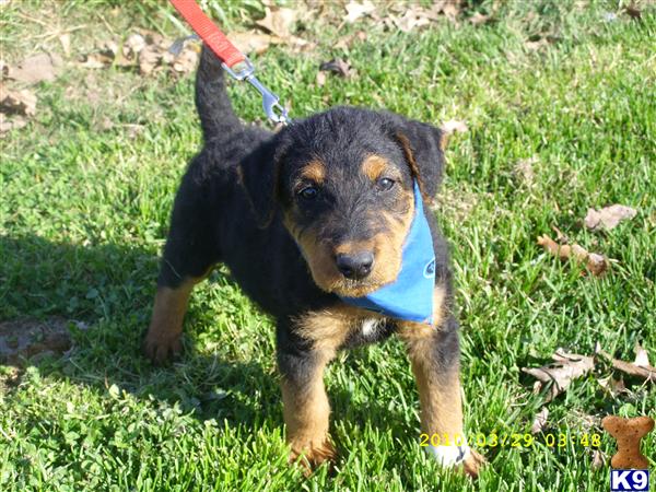 Airedale Terrier Puppies