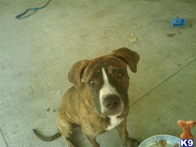 American Pit Bull Puppies for Sale