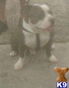 Stud Dogs - American Pit Bull