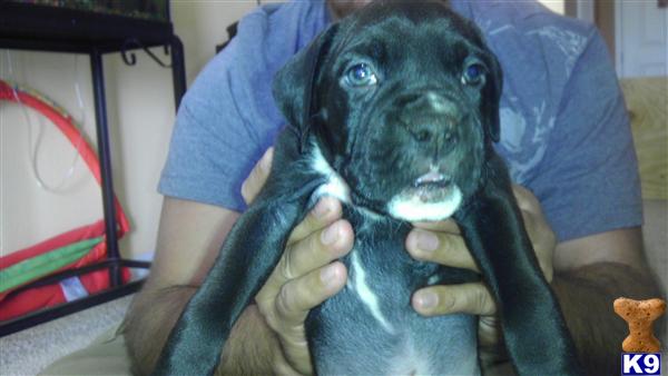 Boxer Puppies in FL