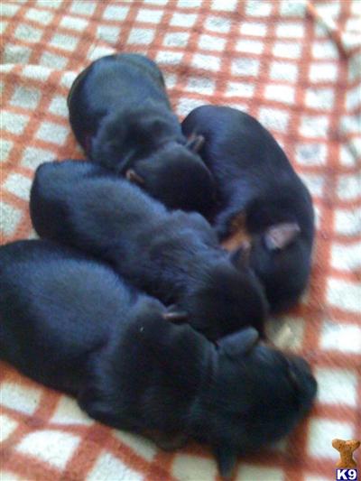 Puppies in MA