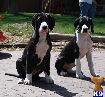 Puppies in NE