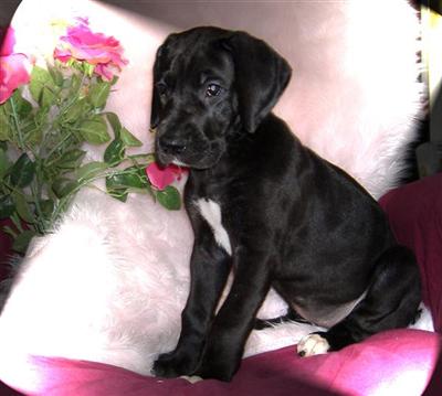 Puppies in NE