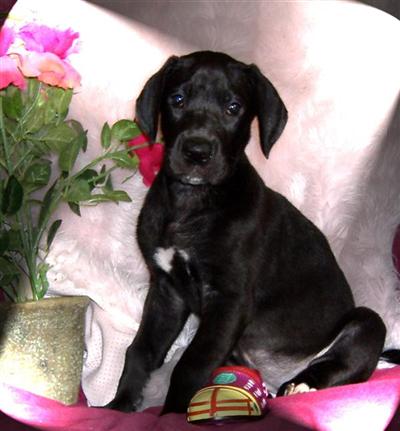 Puppies in NE