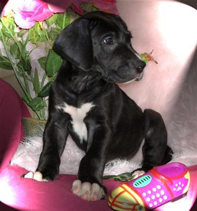 Puppies in NE