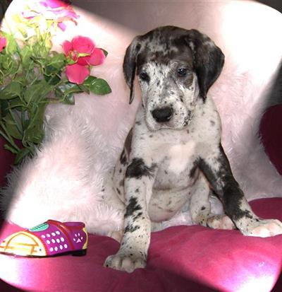 Puppies in NE