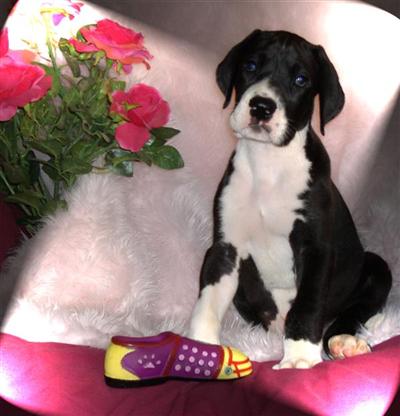 Puppies in NE