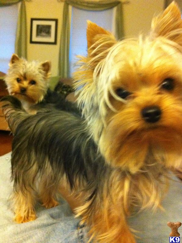Stud Dogs - Yorkshire Terrier