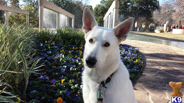 german shepherd puppies for sale in florida ta document moved german shepherd puppies for sale in florida ta document moved