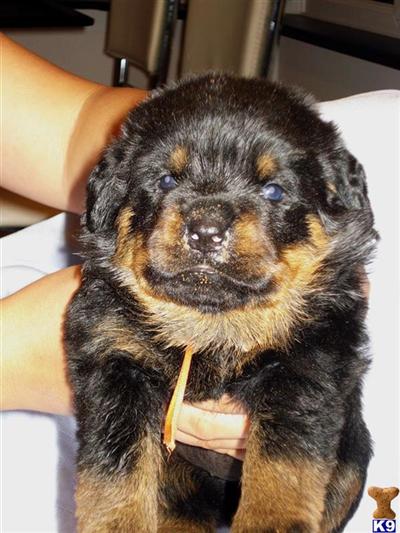 Puppies in NJ