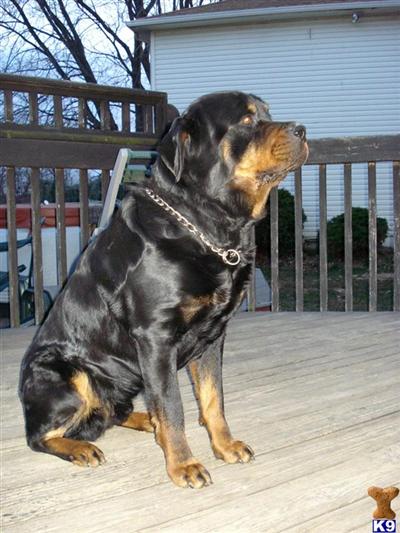Dogs for Sale in NJ